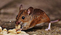 24 Hour & Emergency Exterminators in Ottawa Hills, OH
